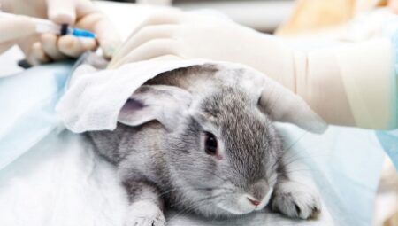 Yeniköy’de Güvenilir Veteriner Kliniği: Pati Palace